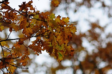 Image showing Oak Leaves and Bokeh