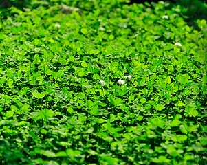 Image showing Background - Clover