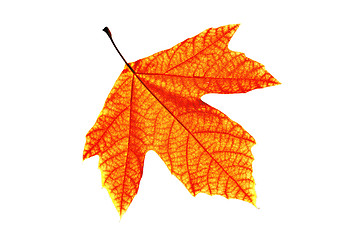 Image showing Red Leaf Isolated