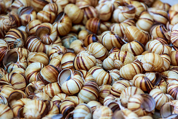 Image showing Snail shells