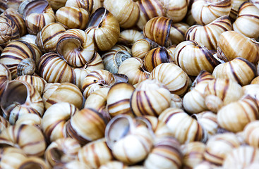 Image showing Snail shells