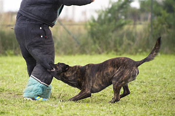 Image showing biting Holland Shepherd