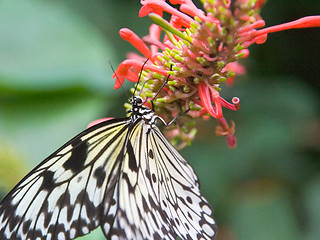 Image showing Black and white striped butterfly resting on pink flower