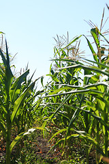 Image showing Cornfield