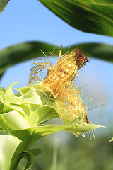 Image showing Ear of corn closeup