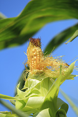 Image showing Ear of corn