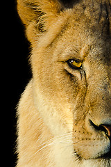 Image showing Lion on black