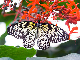 Image showing Black and white striped butterfly resting on red flower