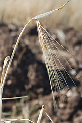 Image showing Wheat ears