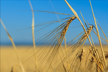 Image showing Wheat ears