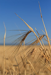 Image showing Wheat ears