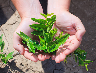 Image showing Ziziphus jujuba