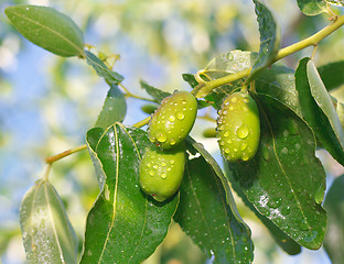 Image showing Ziziphus jujuba