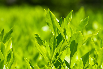 Image showing bay leaf