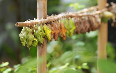 Image showing Butterfly Farm