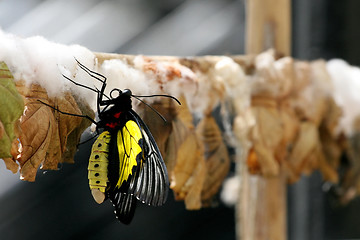 Image showing Butterfly Farm