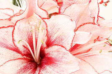 Image showing detail of bouquet of pink lily flower on white