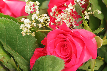 Image showing detail of fresh pink rose