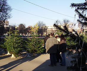 Image showing Christmas trees