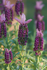 Image showing Flowering Lavendar