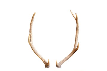 Image showing young red deer antlers