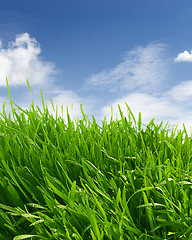 Image showing Grass