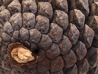 Image showing Pinecone