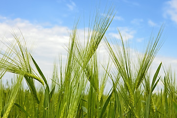 Image showing Green flowering barley ears close-up