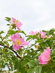 Image showing Pink flowers of wild roses