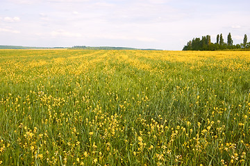 Image showing Field with flowering rapeseed and barley