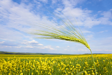 Image showing Green barley spikelet over field