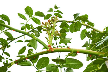 Image showing Growing roses shoots over white