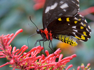 Image showing Black and yellow butterfly feeding on a pink flower