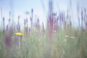 Image showing Field flower