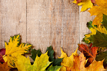 Image showing autumn leaves 