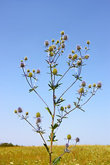 Image showing Feverweed wild plant