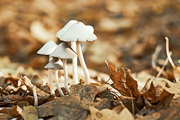 Image showing Group of small white mushrooms