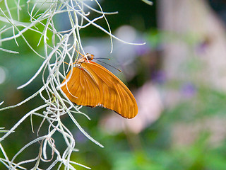 Image showing Orange butterfly clings to a white vine