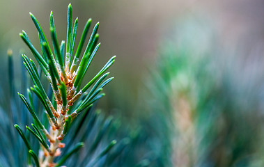 Image showing Pine Twig