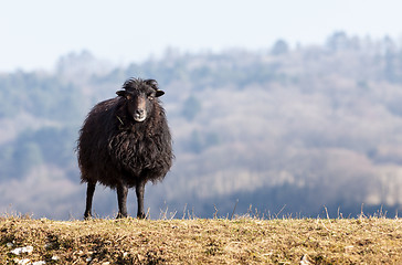 Image showing Black Domestic Sheep