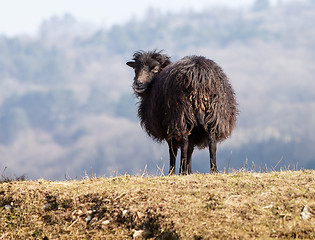 Image showing Black Domestic Sheep