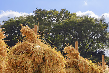 Image showing Top of some rice stacks-detail