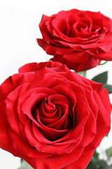 Image showing Red roses