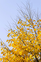 Image showing Autumn tree on sky background