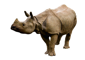 Image showing  Rhino