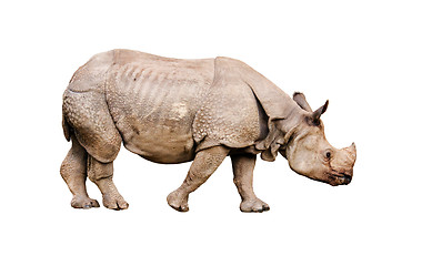 Image showing  Rhino