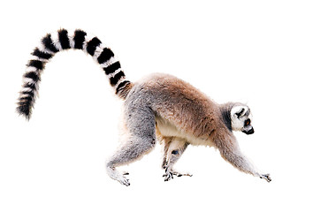 Image showing Lemur