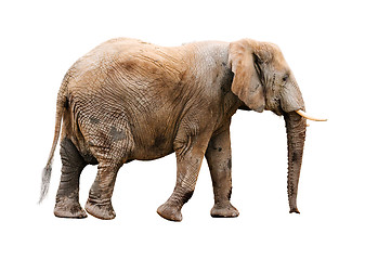 Image showing  Elephant