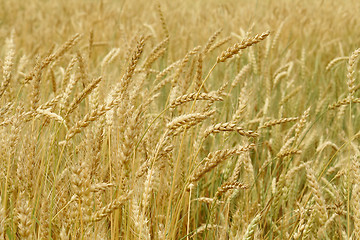 Image showing Grain field 