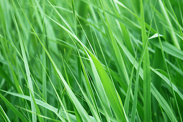 Image showing Green grass closeup